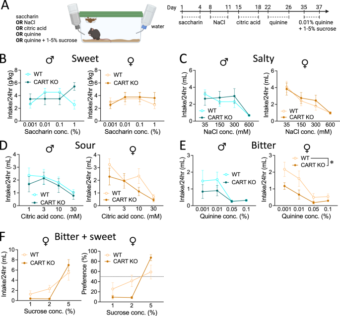Fig. 3: Female CART KO mice have reduced intake of quinine, that can be elevated through sucrose supplementation.