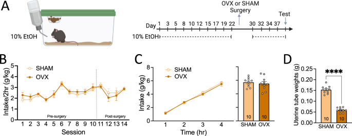 Fig. 4: Peripherally circulating sex steroid hormones do not mediate binge drinking in female CART KO mice.