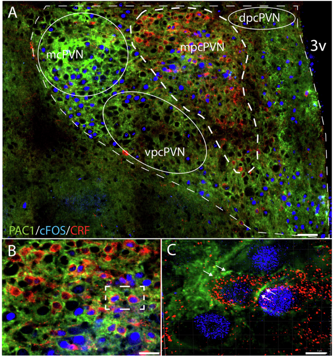 Fig. 5: Distribution of PAC1 receptors in the PVN.