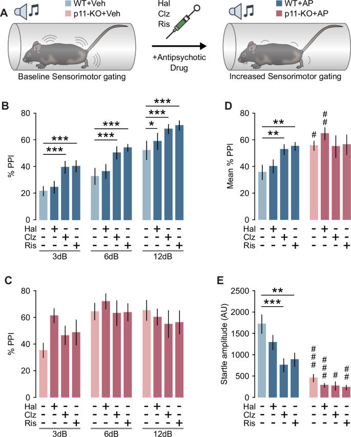 A molecular mechanism mediating clozapine-enhanced sensorimotor gating