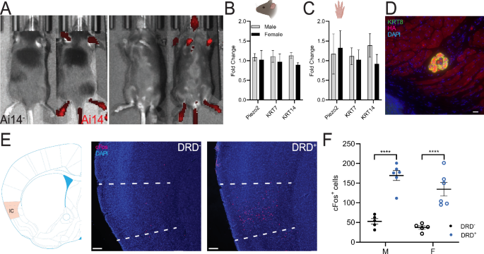 Fig. 1: Validation of Merkel cell-enriched keratinocyte populations.