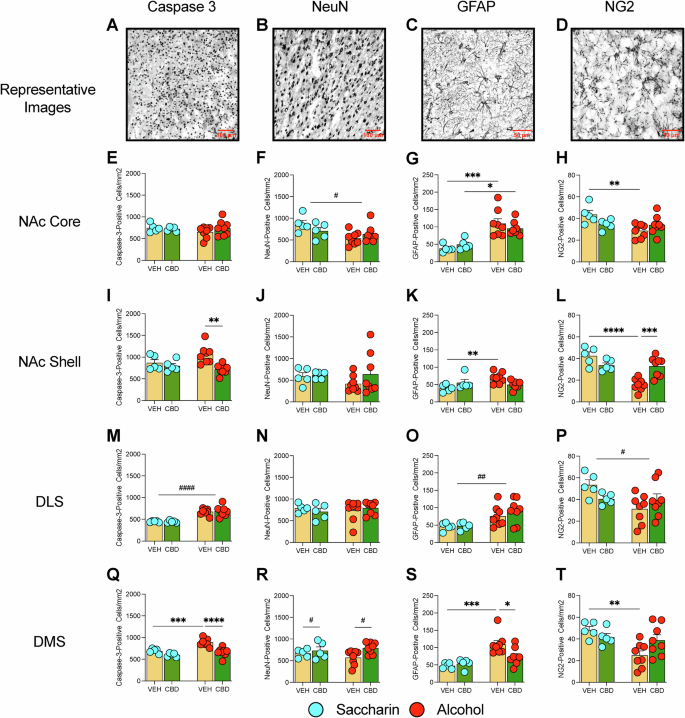 Fig. 5: CBD Effects on Striatal Neurodegeneration.