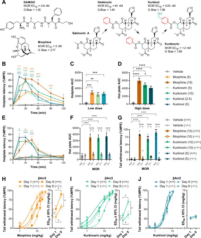 Fig. 1: Kurkinorin and kurkinol have MOR-dependent antinociceptive effects similar to morphine, but with reduced tolerance, while knockout of βArr2 increases antinociceptive potency for some drugs but has no effect on the development of tolerance.