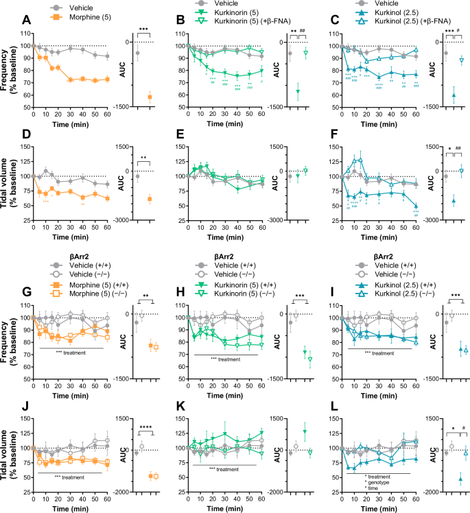 Fig. 3: Morphine, kurkinorin, and kurkinol cause MOR-dependent respiratory depression, as determined by whole body plethysmography, and knockout of βArr2 has little effect.