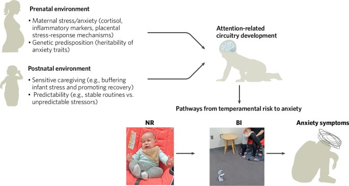 Early-life neural correlates of behavioral inhibition and anxiety risk ...