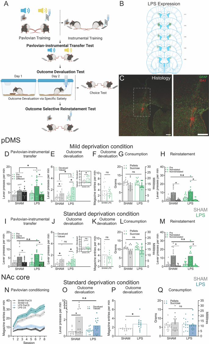 Fig. 1: Striatal neuroinflammation causes excessive goal-directed action control in a region specific manner.