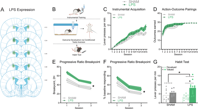 Fig. 2: pDMS neuroinflammation prevents the formation of habits.