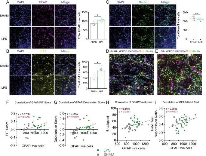 Fig. 3: Injections of lipopolysaccharide (LPS) into posterior dorsomedial striatal (pDMS) increased the counts of GFAP and IBA1. Number of GFAP+ve cells positively correlated with excessive action control.