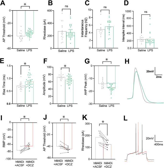 Fig. 4: Electrophysiological changes to medium spiny neuron (MSN) action potential (AP) profile and discharge characteristics in pDMS with neuroinflammation or following chemogenetic activation of the Gi-pathway in astrocytes.