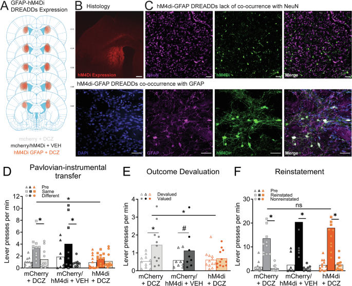Fig. 5: Chemogenetic activation of the Gi-pathway in pDMS astrocytes abolished goal-directed action control.