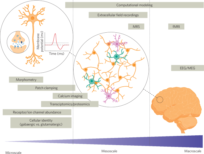 Fig. 2: Microscale, mesoscale, and macroscale E/I-focused methodologies in AD research.