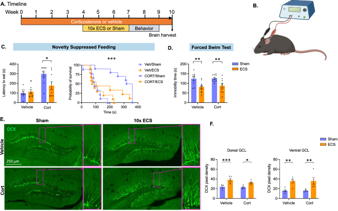 Fig. 1: Mouse model of ECS.