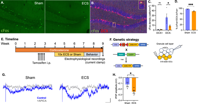 Fig. 3: mGluRII mediates iGC-driven inhibition in mGCs after 10x ECS.