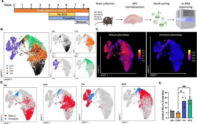 Fig. 4: Both ECS and Fluoxetine drive transcriptomic shifts, indicating greater neuroplasticity and a more prominent immature phenotype among granule neurons.