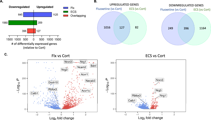 Fig. 5: Treatment with fluoxetine induces greater transcriptome upregulation while ECS induces a downward transcriptomic shift.