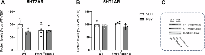 Fig. 2: Western blot analysis of 5HT2AR and 5HT1AR protein levels in the PFC of WT and Fmr1-Δexon 8 rats following psilocybin treatment.