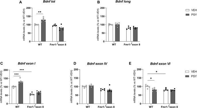 Fig. 4: Effect of repeated administration of psilocybin on Bdnf mRNA levels in the PFC.