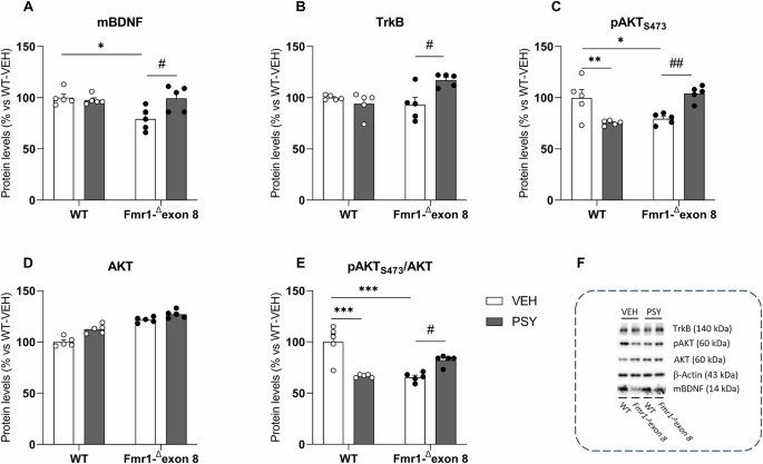 Fig. 5: Western blot analysis of mBDNF, TrkB and AKT in the PFC of WT and Fmr1-Δexon 8 rats following repeated oral psilocybin treatment.