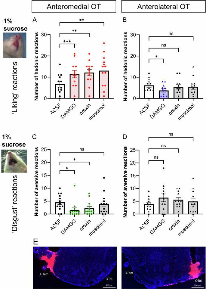 Fig. 1: Hedonic ‘liking’ enhancement by microinjections of DAMGO, orexin, and muscimol within the OTam.