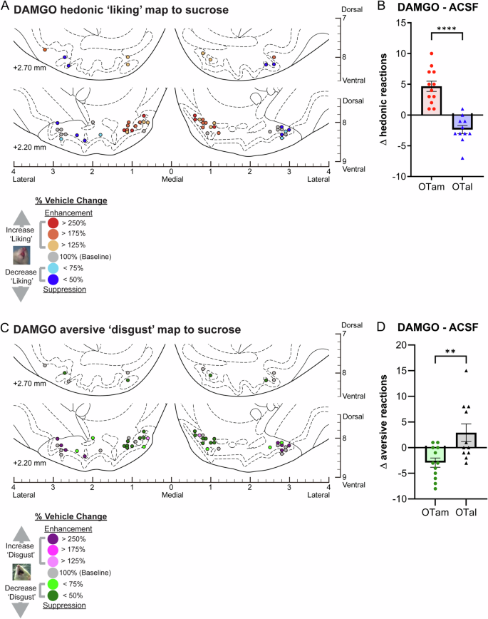 Fig. 2: Causation OT maps of hedonic “liking” enhancement by DAMGO.