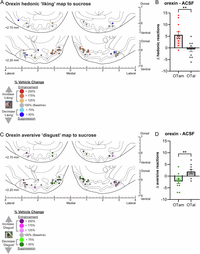 Fig. 3: Causation OT maps of “liking” enhancement by orexin.