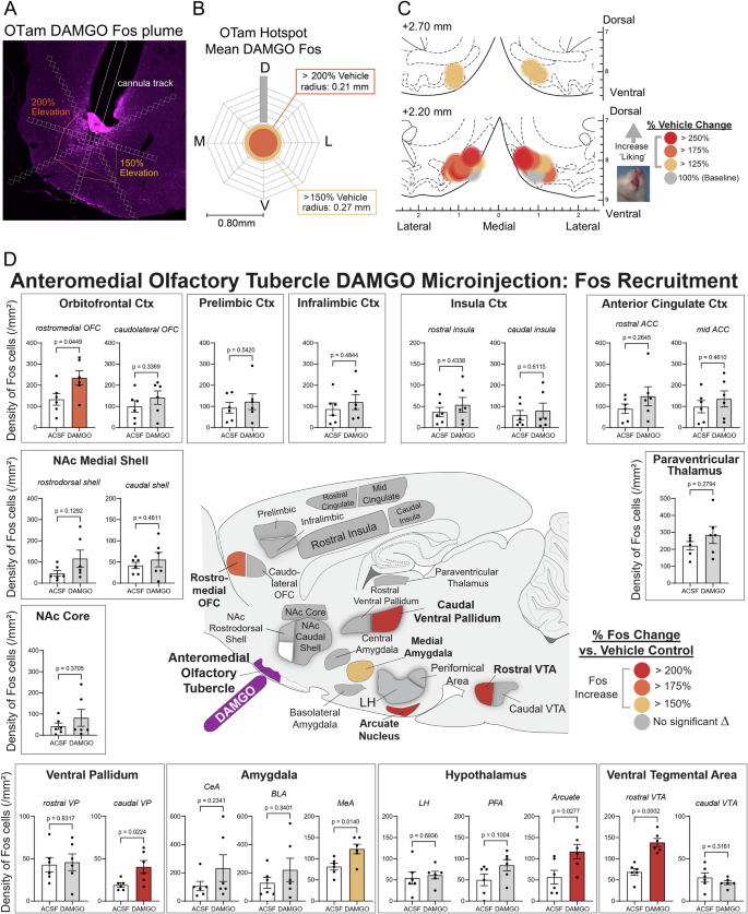 Fig. 5: Fos plume and mapping of DAMGO microinjection in the OT anteromedial hotspot.