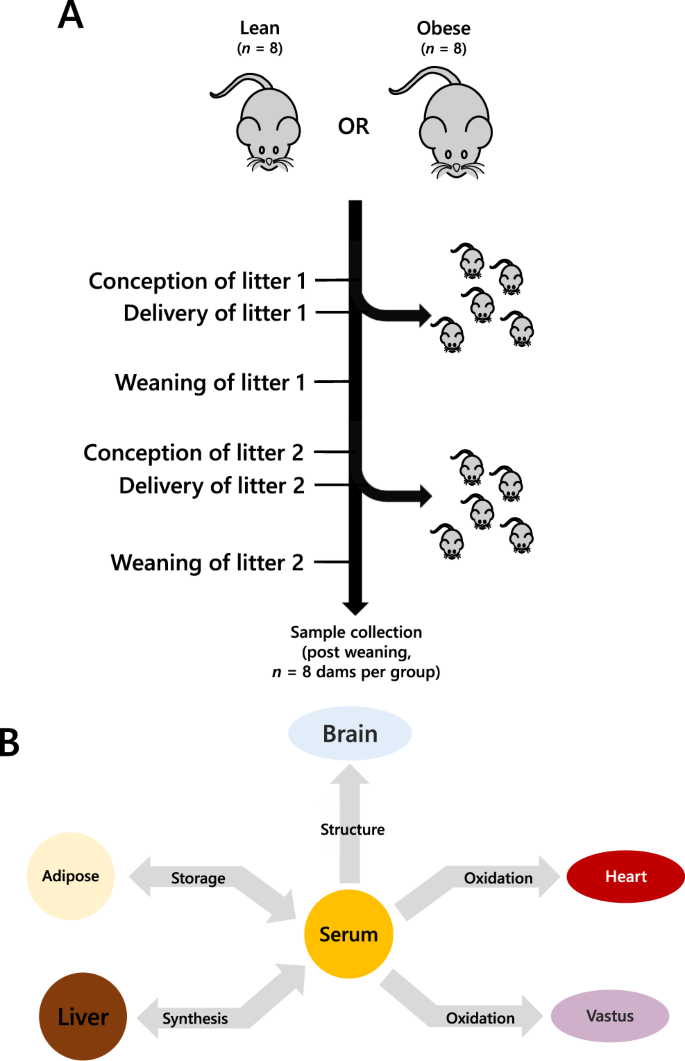Fig. 1: The tissue network of the mouse model of obese-GDM used in the present study.