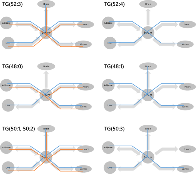 Fig. 6: Wiring (London Underground) diagrams of triglyceride (TG) variables found in which tissues.