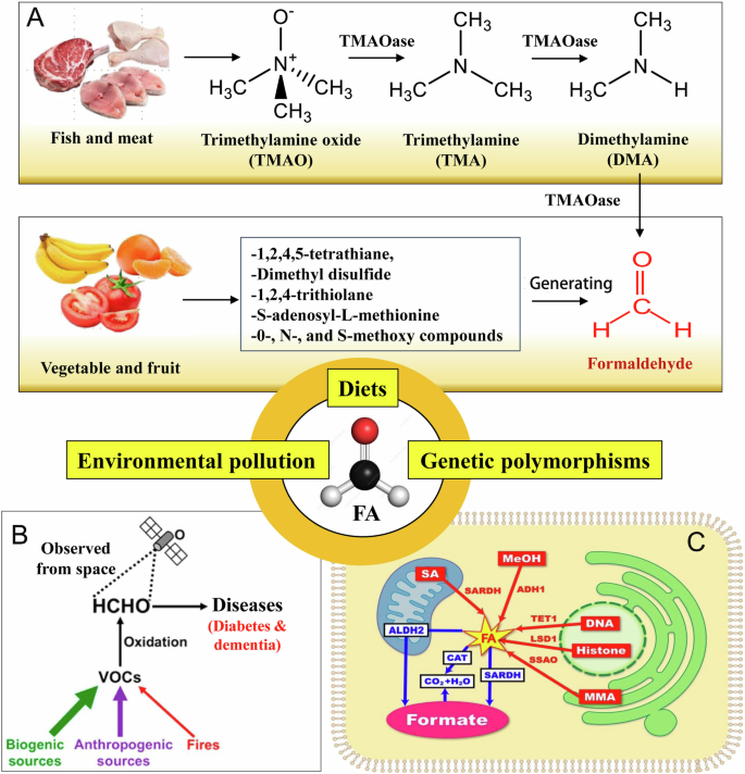 Fig. 1: Environmental pollutants, certain dietary factors and genetic deficiency have the potential to induce the generation and degradation of FA in the cells mediated by FA-metabolizing enzymes.