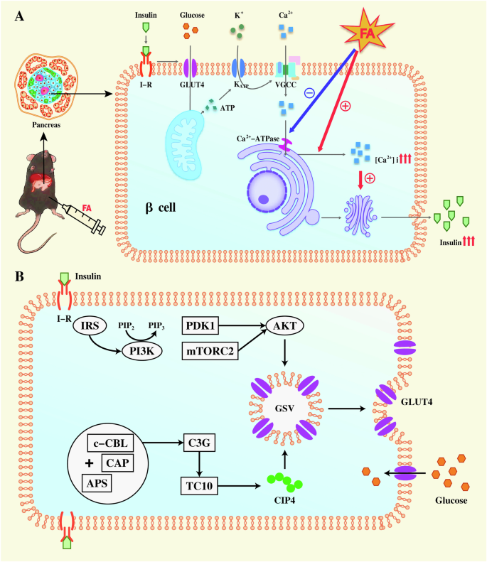 Fig. 2: FA injection promotes insulin secretion and insulin-induced glucose utilization via GLUT4 pathway.