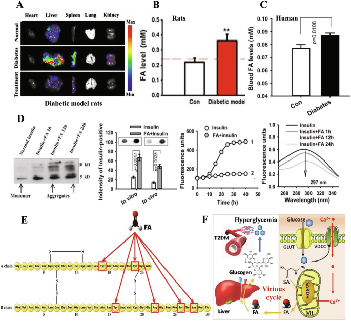 Fig. 3: Vicious cycle between high glucose-induced FA generation and FA-stimulated hyperglycemia leads to T2DM onset.