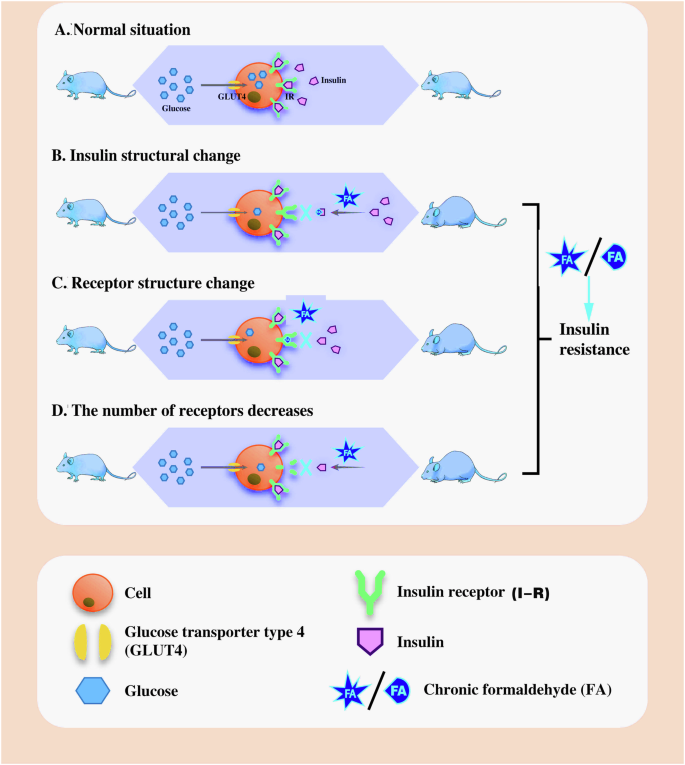 Fig. 4: Possible multiple mechanisms of FA-induced IR under the pathological conditions.
