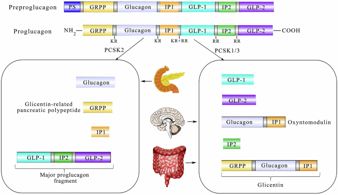 Fig. 1: Origin of GLP-1, obtained from Li et al. 2021 [126], under the Creative Commons Attribution License (CC BY) License.