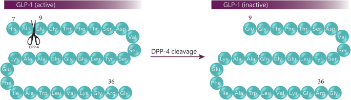 Fig. 3: Native GLP-1 (7-37) cleaved by DPP-IV.