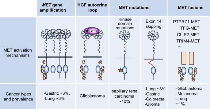 The Multiple Paths Towards Met Receptor Addiction In Cancer Oncogene
