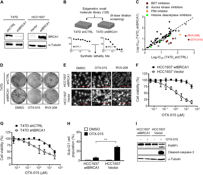 Brca1 Deficiency Sensitizes Breast Cancer Cells To Bromodomain And Extra Terminal Domain Bet Inhibition Oncogene