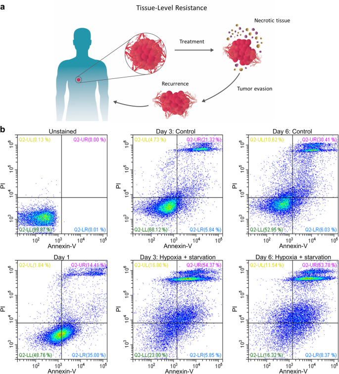 Tissue Necrosis And Its Role In Cancer Progression Oncogene