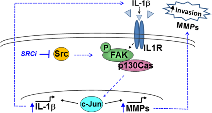 Resistance To Src Inhibition Alters The Braf Mutant Tumor Secretome To Promote An Invasive Phenotype And Therapeutic Escape Through A Fak P130cas C Jun Signaling Axis Oncogene