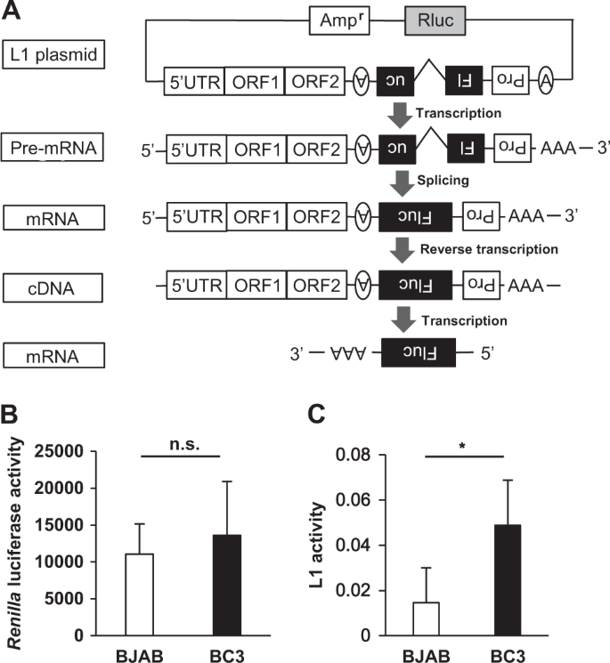 Latent Infection With Kaposi S Sarcoma Associated Herpesvirus Enhances Retrotransposition Of Long Interspersed Element 1 Oncogene Latent Infection With Kaposi S Sarcoma Associated Herpesvirus Enhances Retrotransposition Of Long Interspersed Element 1 Oncogene