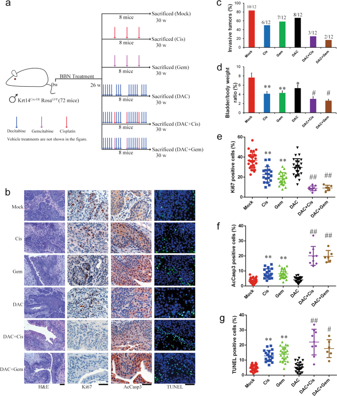 Low doses of decitabine improve the chemotherapy efficacy against  basal-like bladder cancer by targeting cancer stem cells | Oncogene