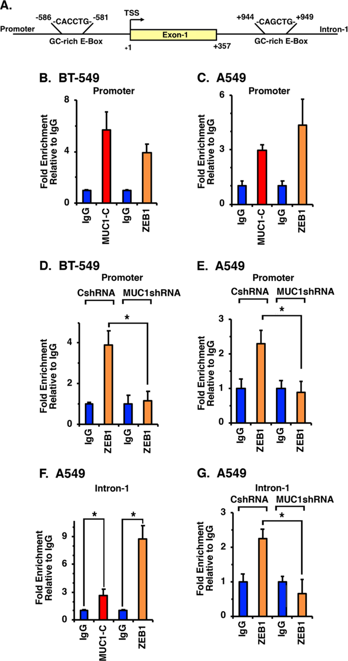 Muc1 C Represses The Rassf1a Tumor Suppressor In Human Carcinoma Cells Oncogene