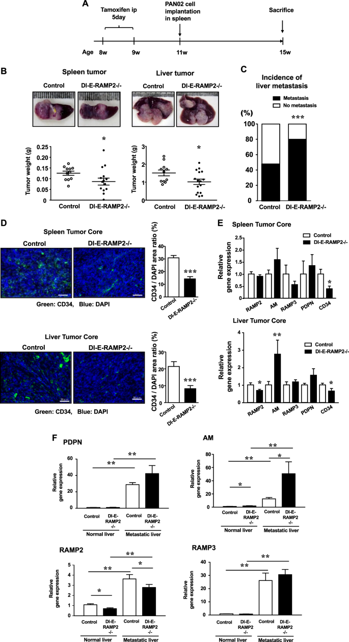 Deficiency Of The Adrenomedullin Ramp3 System Suppresses Metastasis Through The Modification Of Cancer Associated Fibroblasts Oncogene