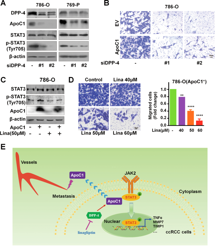 apoc1 promotes the metastasis of clear cell renal cell carcinoma via activation of stat3 oncogene cell renal cell carcinoma