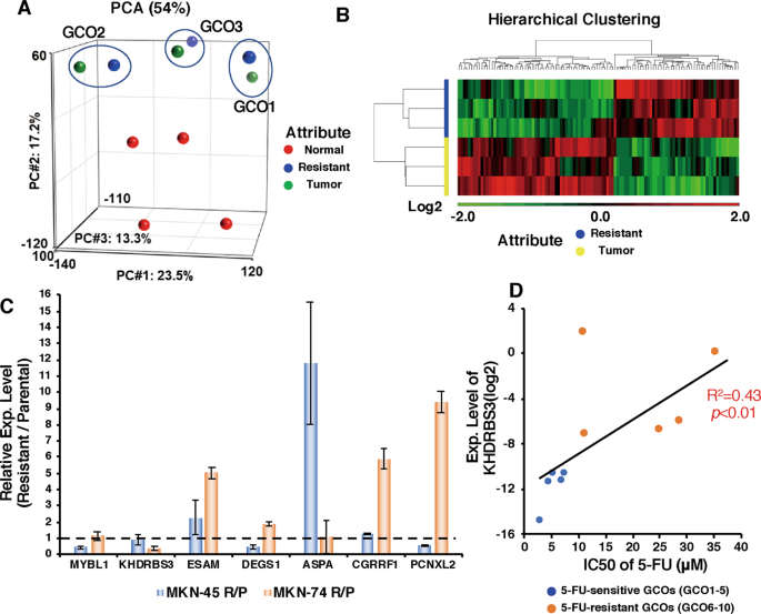 Molecular Biological Analysis Of 5 Fu Resistant Gastric Cancer Organoids Khdrbs3 Contributes To The Attainment Of Features Of Cancer Stem Cell Oncogene