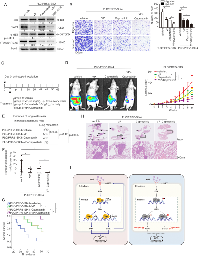 SIX4 promotes hepatocellular carcinoma metastasis through upregulating YAP1  and c-MET | Oncogene