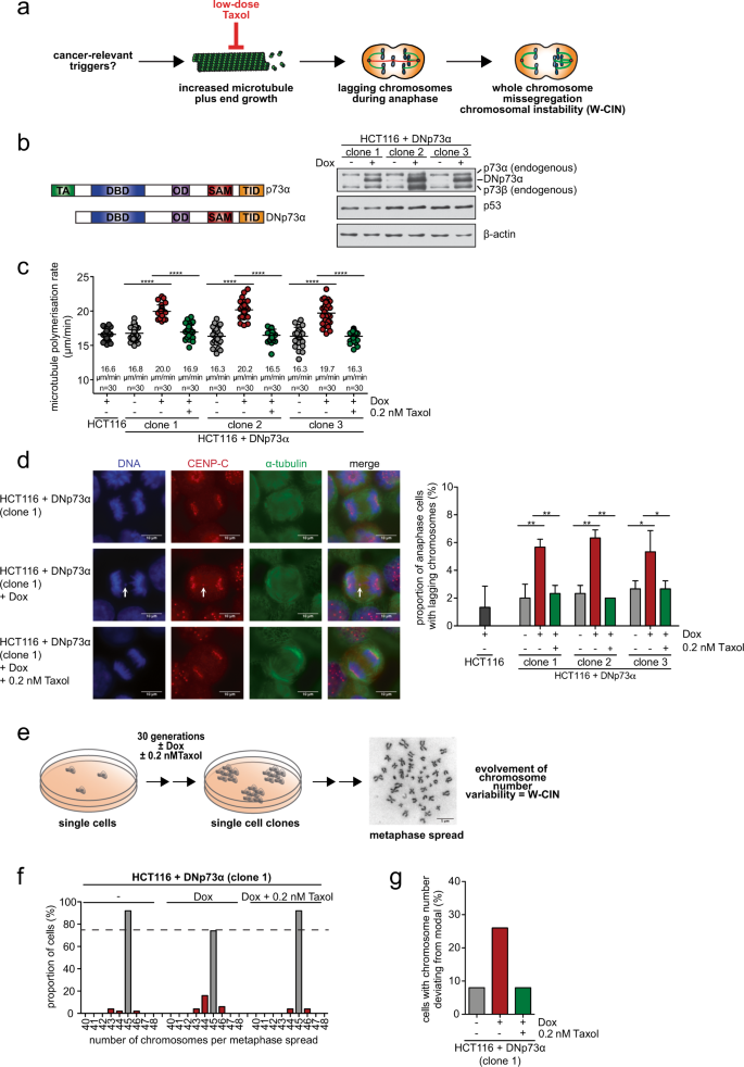 The P53 P73 P21cip1 Tumor Suppressor Axis Guards Against Chromosomal Instability By Restraining Cdk1 In Human Cancer Cells Oncogene