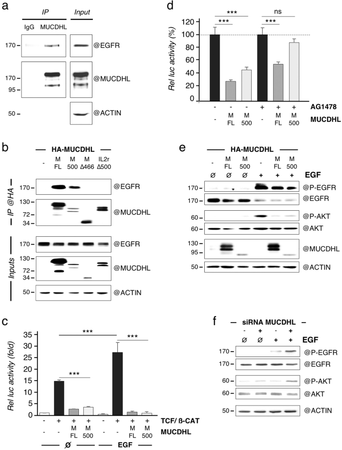 The Atypical Cadherin Mucdhl Antagonizes Colon Cancer Formation And Inhibits Oncogenic Signaling Through Multiple Mechanisms Oncogene