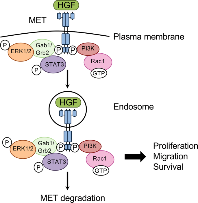 The role of MET in chemotherapy resistance | Oncogene