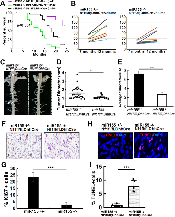 Microrna 155 Contributes To Plexiform Neurofibroma Growth Downstream Of Mek Oncogene