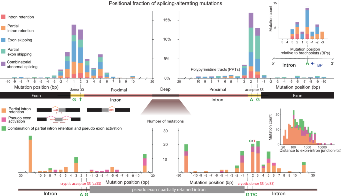 Comprehensive characterisation of intronic mis-splicing mutations in human  cancers | Oncogene